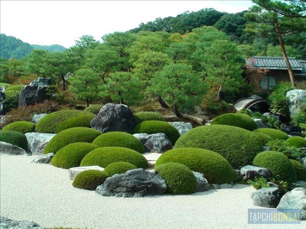 Bonsai, cay canh nghe thuat, cây cảnh nghệ thuật, cay the, cây thế, triển lãm bonsai, trien lam bonsai, triển lãm cây thế, trien lam cay the